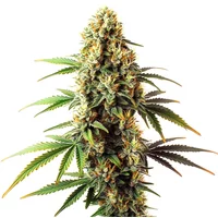 Black Domina Regulär - Seeds Pack: 3-samen