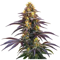 Black Domina - Seeds Pack: 3-samen