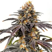 Black Hulk - Seeds Pack: 3-samen
