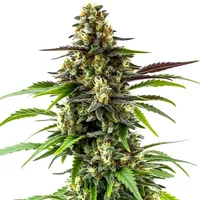 Black Jack - Seeds Pack: 3-samen