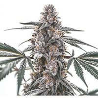 Black Widow - Seeds Pack: 3-samen