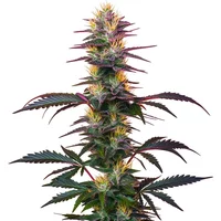 BlackBerry Auto - Seeds Pack: 3-samen