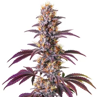 Blackberry Kush - Seeds Pack: 3-samen