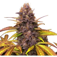 Blackberry Pie - Seeds Pack: 3-samen