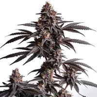 Blood Diamond OG - Seeds Pack: 3-samen