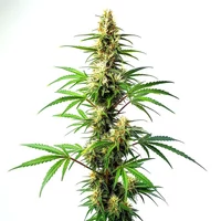 Blue Amnesia Auto - Seeds Pack: 25-samen