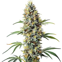 Blue Amnesia Regulär - Seeds Pack: 9-samen