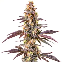 Blue Cookies Schnellversion - Seeds Pack: 9-samen