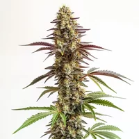 Blue Cookies - Seeds Pack: 25-samen
