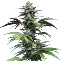 Blue Fruit Auto - Seeds Pack: 25-samen