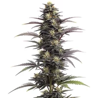 Blue Head Band Auto - Seeds Pack: 3-samen