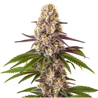 Blue OG Regulär - Seeds Pack: 9-samen