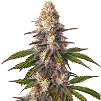 Blue OG - Seeds Pack: 9-samen