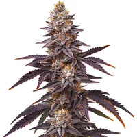 Blueberry Schnellversion - Seeds Pack: 9-samen