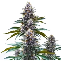 Blueberry Kush Regulär - Seeds Pack: 9-samen