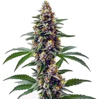 Blueberry Regulär - Seeds Pack: 9-samen