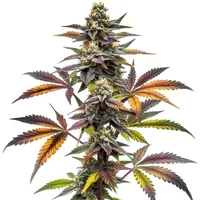 Blueberry x OG Kush - Seeds Pack: 9-samen
