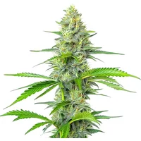 Blueberry x White Widow - Seeds Pack: 25-samen