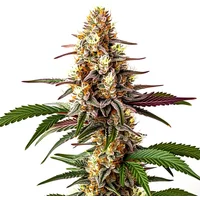 Blunicorn 5 - Seeds Pack: 9-samen
