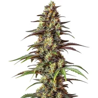 Bruce Banner Regulär - Seeds Pack: 9-samen