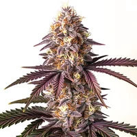 Bruce Banner x Grape - Seeds Pack: 9-samen