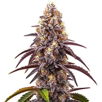 Bruce Banner x Grapefruit Regulär - Seeds Pack: 9-samen