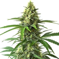 Bruce Banner x Kali Mist - Seeds Pack: 9-samen