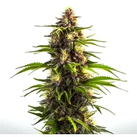 Bruce Banner x Mochalope - Seeds Pack: 9-samen