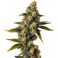 Bubba Kush Auto - Seeds Pack: 1-samen