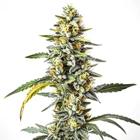 CBD Cheese (1:1) - Seeds Pack: 3-samen