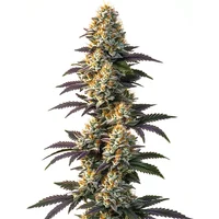 CBD Infinity (1:20) - Seeds Pack: 3-samen