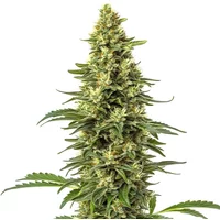 CBD Sour Lemon (1:1) - Seeds Pack: 3-samen