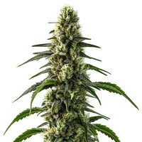 CBD Strawberry (1:25) - Seeds Pack: 3-samen