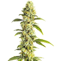CBD Super Silver (1:1) - Seeds Pack: 3-samen