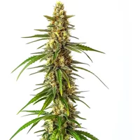 CBD Therapy - Seeds Pack: 3-samen