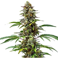 CBD Tutti Frutti (1:15) - Seeds Pack: 3-samen