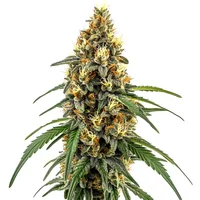 CBD Very Cherry Berry - Seeds Pack: 3-samen
