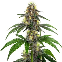 CBD White Widow (1:10) - Seeds Pack: 3-samen