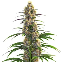 CBD Zenergy - Seeds Pack: 3-samen