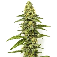 CBD Zero - Seeds Pack: 3-samen