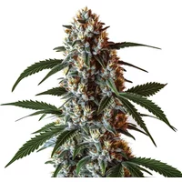 CBD Zkittlez (1:1) - Seeds Pack: 3-samen