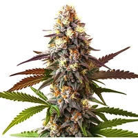Cake Bomb Schnellversion - Seeds Pack: 3-samen
