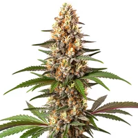 Cake Bomb - Seeds Pack: 3-samen