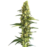 Candy Kush Schnellversion - Seeds Pack: 25-samen