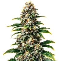 Candy Kush Regulär - Seeds Pack: 3-samen