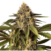 Candy Kush x Do-Si-Dos - Seeds Pack: 3-samen