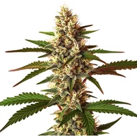 Candy Punch Regulär - Seeds Pack: 3-samen