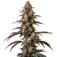 Carbon Fiber - Seeds Pack: 3-samen