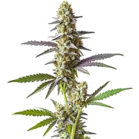 Cement Shoe x Rainbow Regular - Seeds Pack: 3-samen