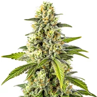 Cheese - Seeds Pack: 3-samen